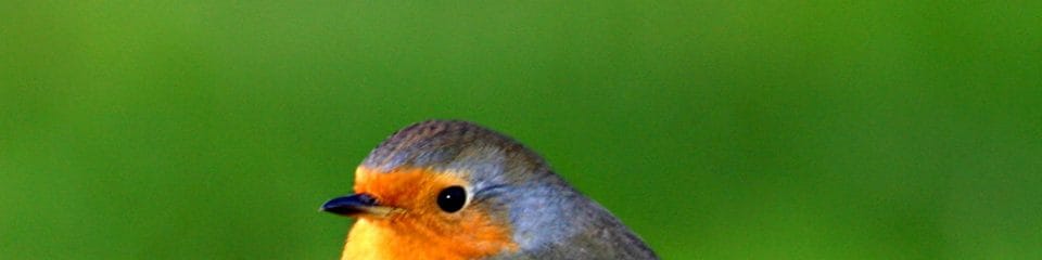 Robin
