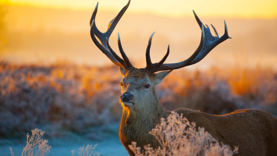 Male deer with big antlers