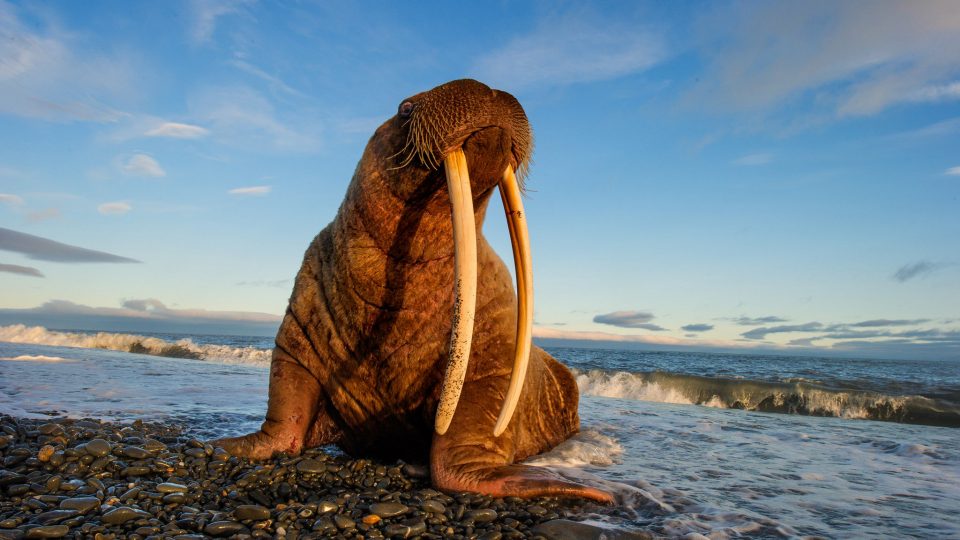 Sea lion