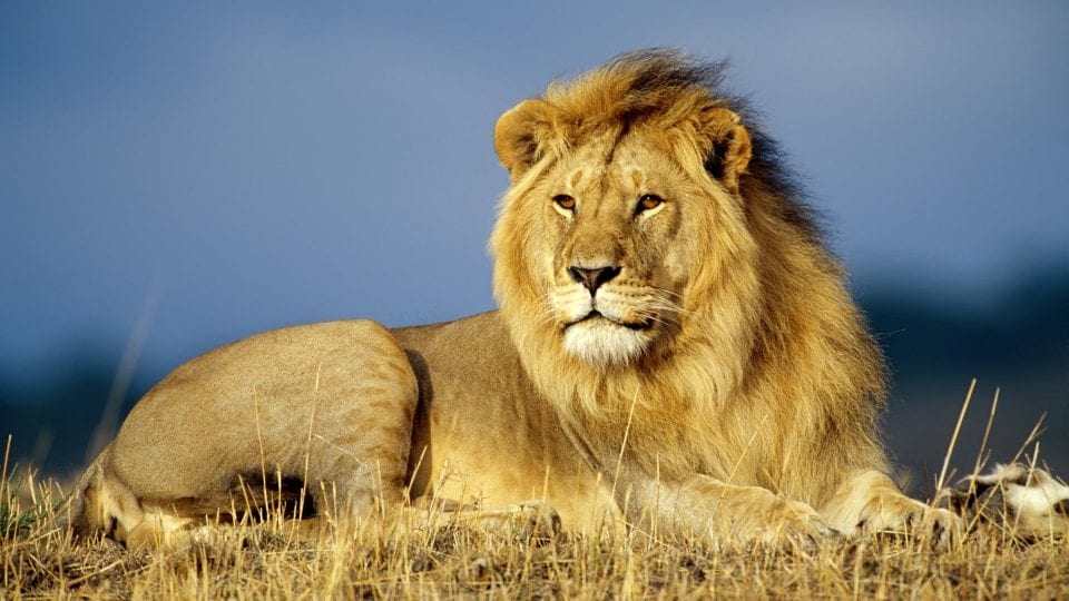 Lion